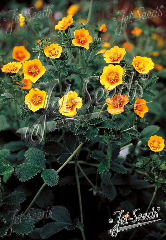 Perennials ~ Potentilla atrosanguinea var. argyrophylla, Himalayan cinquefoil ~ Dancing Oaks Nursery and Gardens ~ Retail Nursery ~ Mail Order Nursery