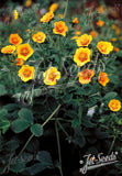 Perennials ~ Potentilla atrosanguinea var. argyrophylla, Himalayan cinquefoil ~ Dancing Oaks Nursery and Gardens ~ Retail Nursery ~ Mail Order Nursery