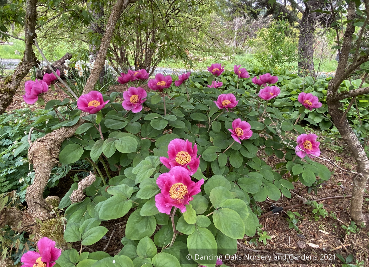 Perennials ~ Paeonia obovata, Obovate Peony ~ Dancing Oaks Nursery and Gardens ~ Retail Nursery ~ Mail Order Nursery