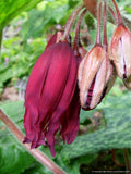 Perennials ~ Podophyllum 'Spotty Dotty' PP17361, Chinese Mayapple ~ Dancing Oaks Nursery and Gardens ~ Retail Nursery ~ Mail Order Nursery