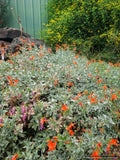 Perennials ~ Epilobium (syn. Zauschneria) septentrionalis 'Select Mattole', Mattole River Fuchsia ~ Dancing Oaks Nursery and Gardens ~ Retail Nursery ~ Mail Order Nursery