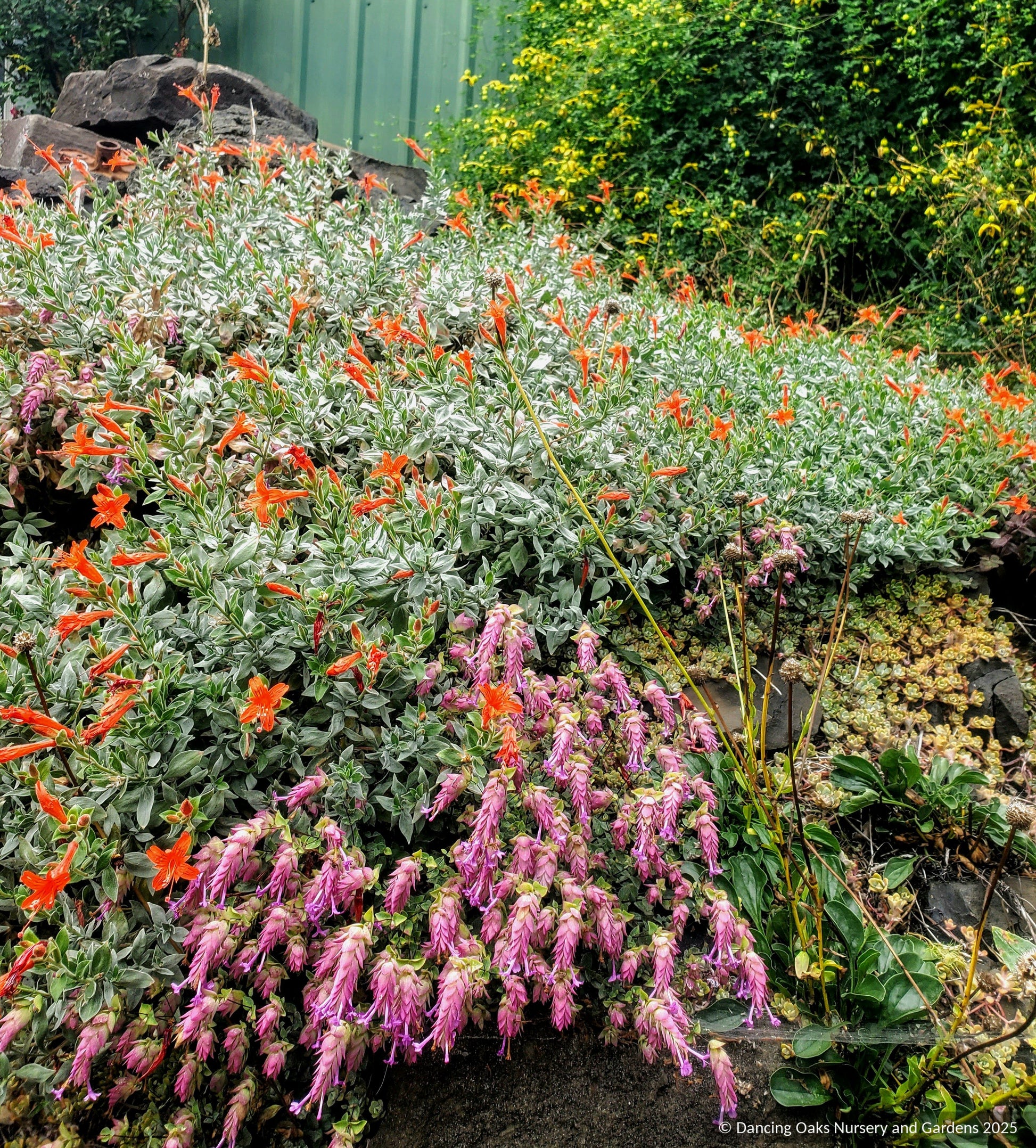 Perennials ~ Epilobium (syn. Zauschneria) septentrionalis 'Select Mattole', Mattole River Fuchsia ~ Dancing Oaks Nursery and Gardens ~ Retail Nursery ~ Mail Order Nursery