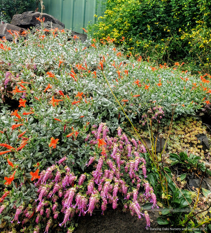 Perennials ~ Epilobium (syn. Zauschneria) septentrionalis 'Select Mattole', Mattole River Fuchsia ~ Dancing Oaks Nursery and Gardens ~ Retail Nursery ~ Mail Order Nursery