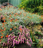Perennials ~ Epilobium (syn. Zauschneria) septentrionalis 'Select Mattole', Mattole River Fuchsia ~ Dancing Oaks Nursery and Gardens ~ Retail Nursery ~ Mail Order Nursery