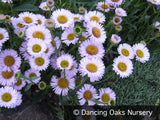 Perennials ~ Erigeron 'W. R.', Fleabane Info ~ Dancing Oaks Nursery and Gardens ~ Retail Nursery ~ Mail Order Nursery