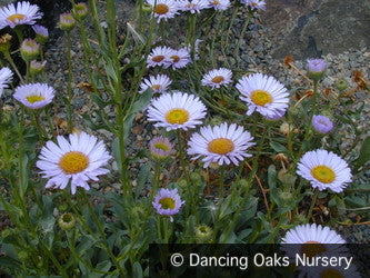 Perennials ~ Erigeron 'W. R.', Fleabane Info ~ Dancing Oaks Nursery and Gardens ~ Retail Nursery ~ Mail Order Nursery