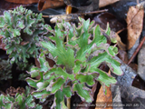 Farfugium japonicum 'Shishi Botan', Crested Ligularia or Parsley Leopard Plant