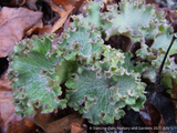 Farfugium japonicum 'Shishi Botan', Crested Ligularia or Parsley Leopard Plant