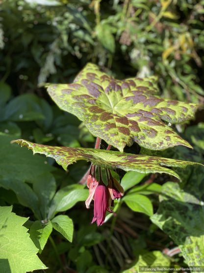 Perennials ~ Podophyllum 'Spotty Dotty' PP17361, Chinese Mayapple ~ Dancing Oaks Nursery and Gardens ~ Retail Nursery ~ Mail Order Nursery