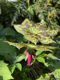 Perennials ~ Podophyllum 'Spotty Dotty' PP17361, Chinese Mayapple ~ Dancing Oaks Nursery and Gardens ~ Retail Nursery ~ Mail Order Nursery