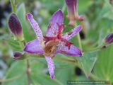 Perennials ~ Tricyrtis 'Samurai', Toad Lily ~ Dancing Oaks Nursery and Gardens ~ Retail Nursery ~ Mail Order Nursery