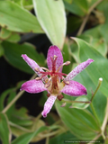 Perennials ~ Tricyrtis 'Samurai', Toad Lily ~ Dancing Oaks Nursery and Gardens ~ Retail Nursery ~ Mail Order Nursery