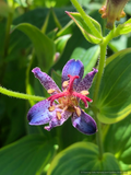 Perennials ~ Tricyrtis 'Samurai', Toad Lily ~ Dancing Oaks Nursery and Gardens ~ Retail Nursery ~ Mail Order Nursery