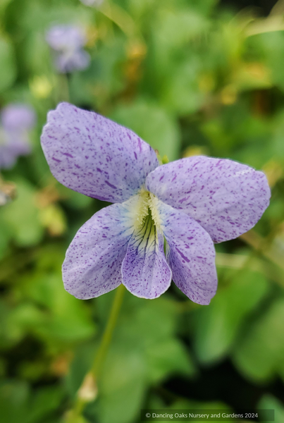 Viola sororia 'Sorority Sisters', Common Blue Violet – Dancing