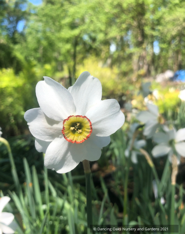 Narcissus poeticus var. recurvus, Pheasant's Eye Daffodil or Poet's Daffodil