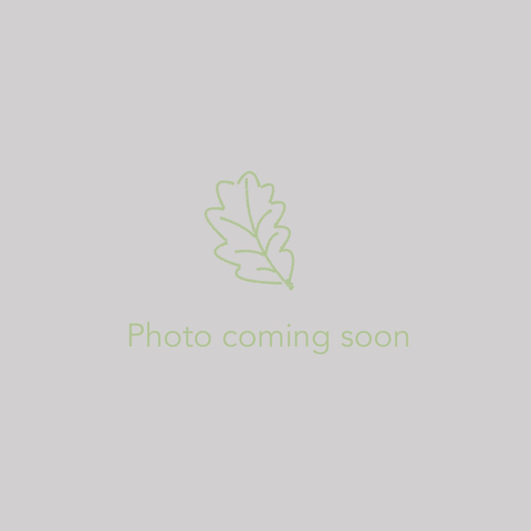 Podophyllum versipelle subsp. boreale ex CPC# (syn. mairiei), Chinese Mayapple