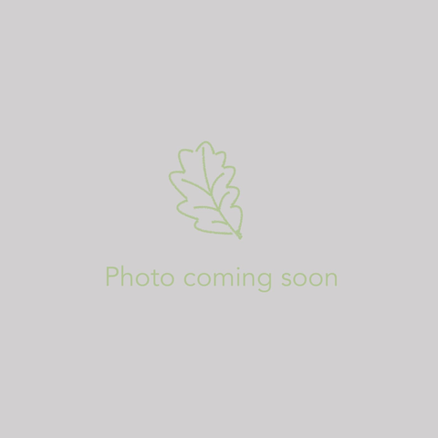 Eremurus 'Ruiter hybrid', Foxtail Lily