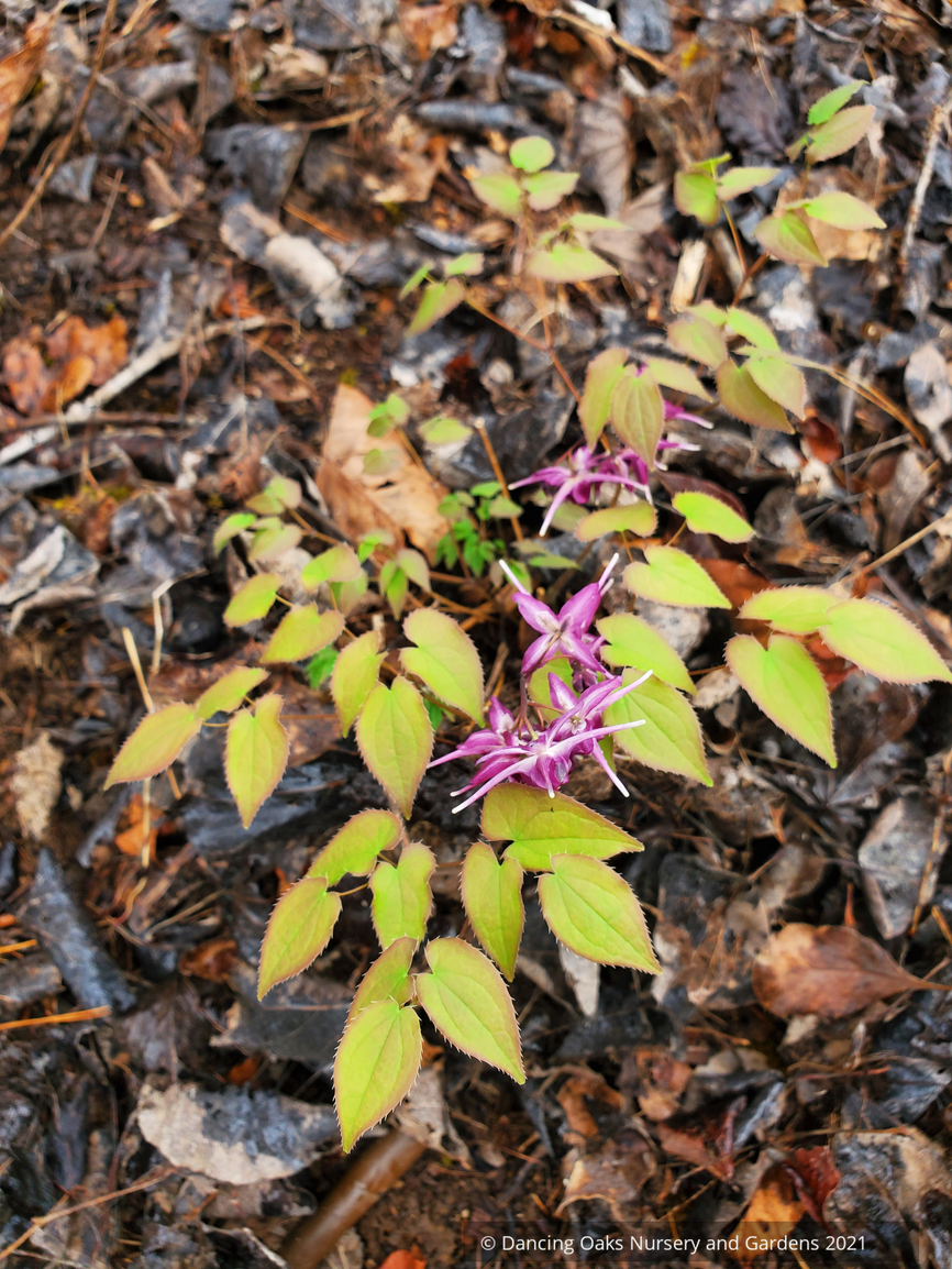 Perennials ~ Epimedium grandiflorum 'Purple Prince' ~ Dancing Oaks Nursery and Gardens ~ Retail Nursery ~ Mail Order Nursery