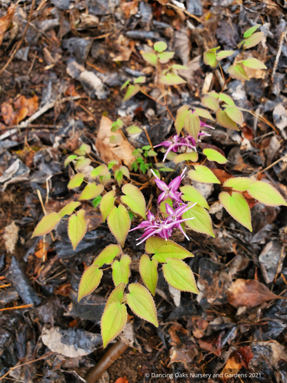 Perennials ~ Epimedium grandiflorum 'Purple Prince' ~ Dancing Oaks Nursery and Gardens ~ Retail Nursery ~ Mail Order Nursery