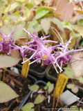 Perennials ~ Epimedium grandiflorum 'Purple Prince' ~ Dancing Oaks Nursery and Gardens ~ Retail Nursery ~ Mail Order Nursery