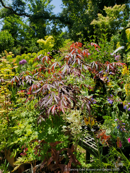 Trees ~ Acer palmatum 'Purple Thunder', Japanese Maple ~ Dancing Oaks Nursery and Gardens ~ Retail Nursery ~ Mail Order Nursery