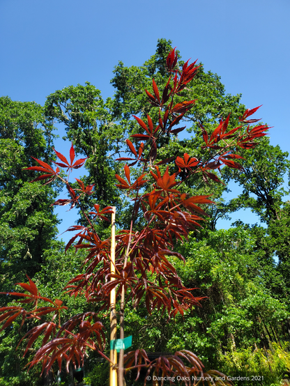 Trees ~ Acer palmatum 'Purple Thunder', Japanese Maple ~ Dancing Oaks Nursery and Gardens ~ Retail Nursery ~ Mail Order Nursery