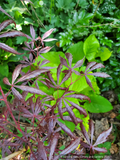 Trees ~ Acer palmatum 'Purple Thunder', Japanese Maple ~ Dancing Oaks Nursery and Gardens ~ Retail Nursery ~ Mail Order Nursery