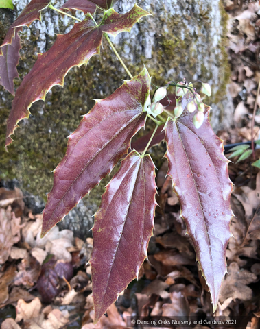 Perennials ~ Epimedium 'Royal Dress', Barrenwort ~ Dancing Oaks Nursery and Gardens ~ Retail Nursery ~ Mail Order Nursery