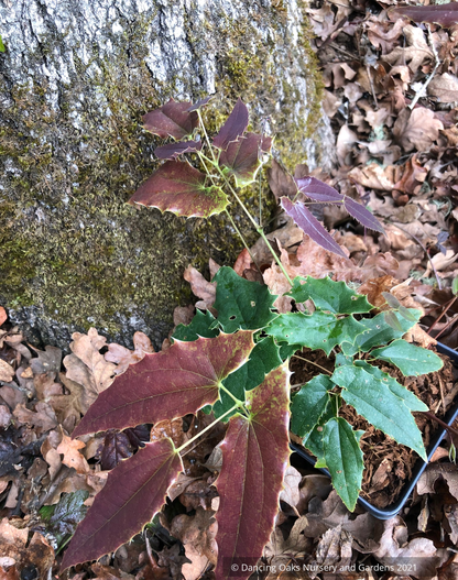Perennials ~ Epimedium 'Royal Dress', Barrenwort ~ Dancing Oaks Nursery and Gardens ~ Retail Nursery ~ Mail Order Nursery
