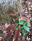 Perennials ~ Epimedium 'Royal Dress', Barrenwort ~ Dancing Oaks Nursery and Gardens ~ Retail Nursery ~ Mail Order Nursery