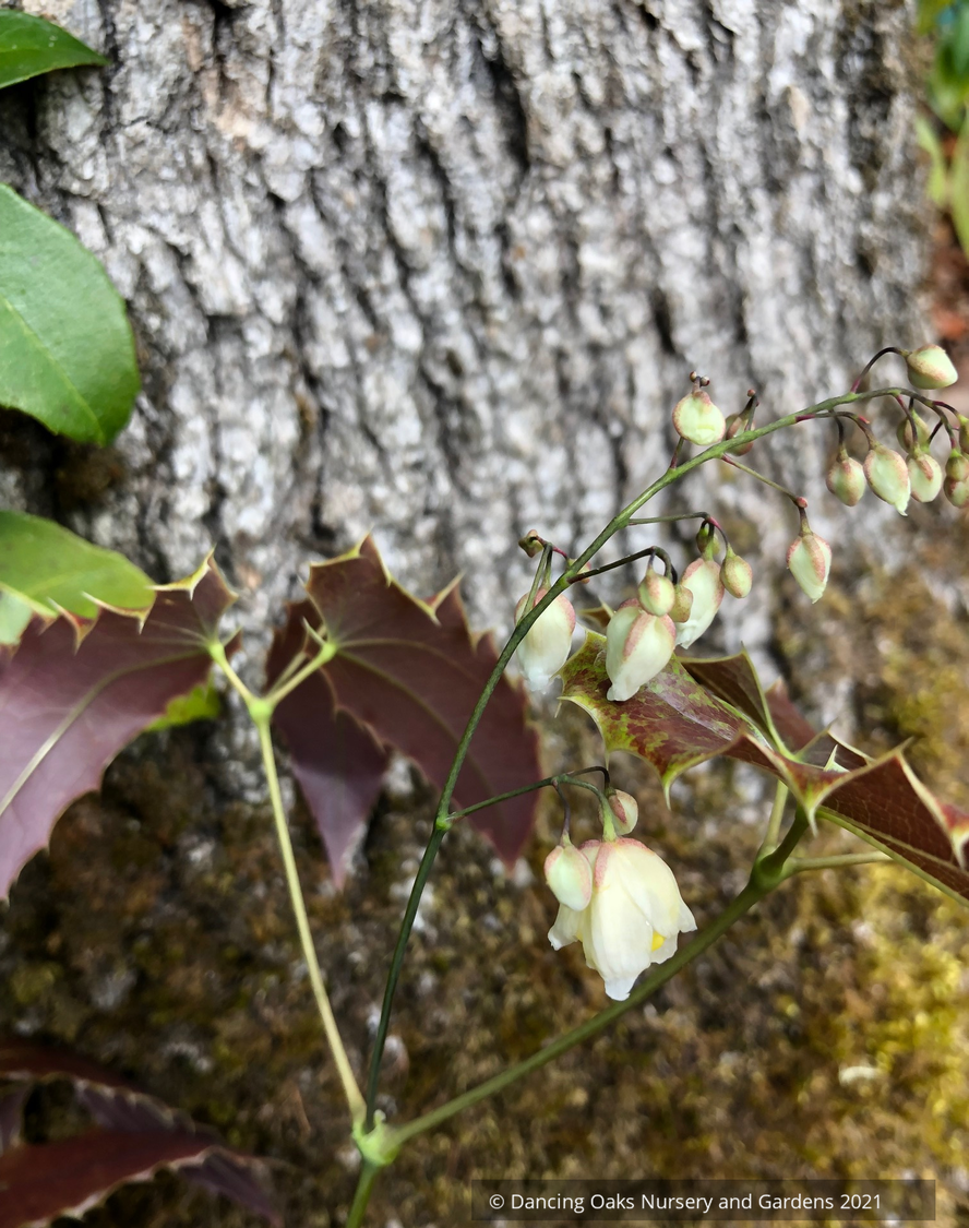 Perennials ~ Epimedium 'Royal Dress', Barrenwort ~ Dancing Oaks Nursery and Gardens ~ Retail Nursery ~ Mail Order Nursery