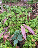 Perennials ~ Epimedium 'Royal Dress', Barrenwort ~ Dancing Oaks Nursery and Gardens ~ Retail Nursery ~ Mail Order Nursery