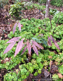 Perennials ~ Epimedium 'Royal Dress', Barrenwort ~ Dancing Oaks Nursery and Gardens ~ Retail Nursery ~ Mail Order Nursery