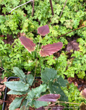 Perennials ~ Epimedium 'Royal Dress', Barrenwort ~ Dancing Oaks Nursery and Gardens ~ Retail Nursery ~ Mail Order Nursery