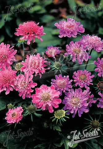 Perennials ~ Scabiosa columbaria f. nana 'Misty Butterflies', Dwarf Pincushion Flower ~ Dancing Oaks Nursery and Gardens ~ Retail Nursery ~ Mail Order Nursery
