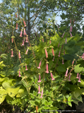 Sinningia x 'Arkansas Bells', Pink Gloxinia