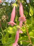 Sinningia x 'Arkansas Bells', Pink Gloxinia