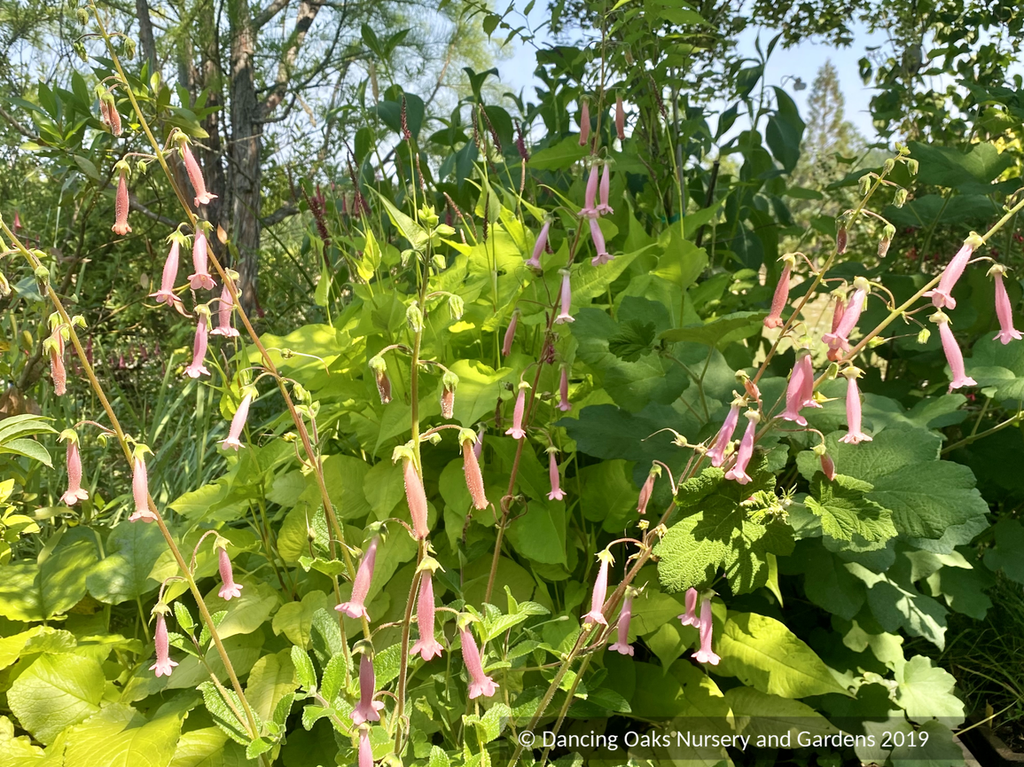 Sinningia x 'Arkansas Bells', Pink Gloxinia – Dancing Oaks Nursery and ...