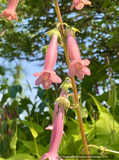 Sinningia x 'Arkansas Bells', Pink Gloxinia