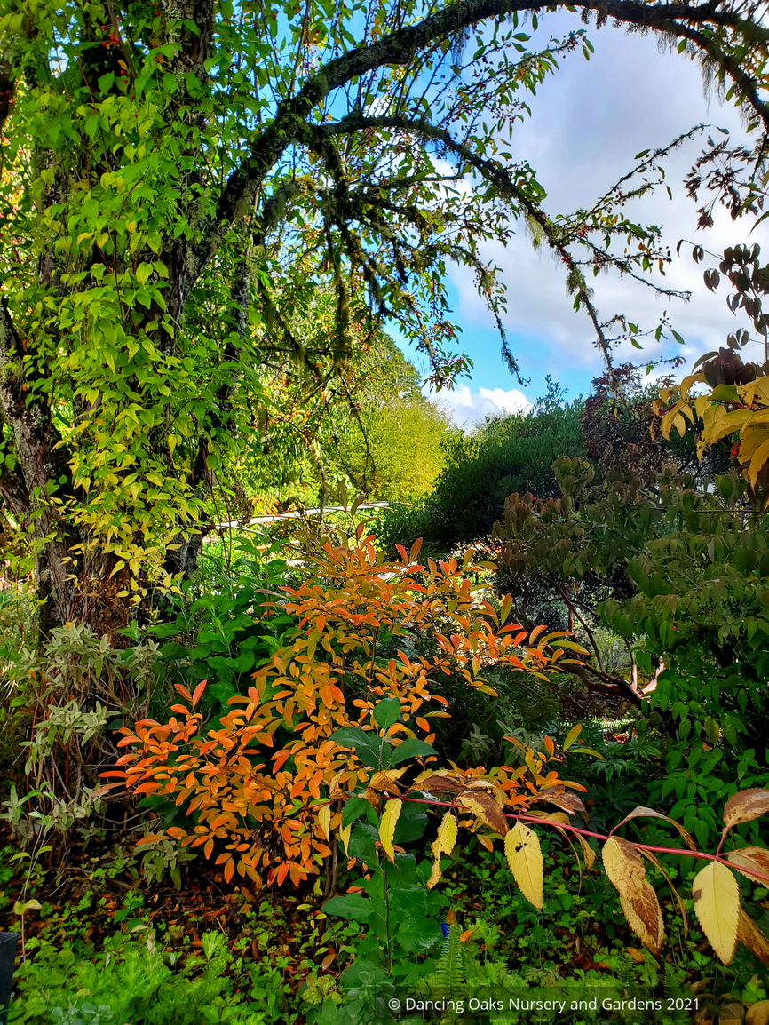 Perennials ~ Lindera angustifolia, Oriental Spicebush ~ Dancing Oaks Nursery and Gardens ~ Retail Nursery ~ Mail Order Nursery