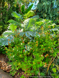 Perennials ~ Cuphea cyanea 'Strybing Sunset', Cigar Flower, Bat Flower ~ Dancing Oaks Nursery and Gardens ~ Retail Nursery ~ Mail Order Nurser