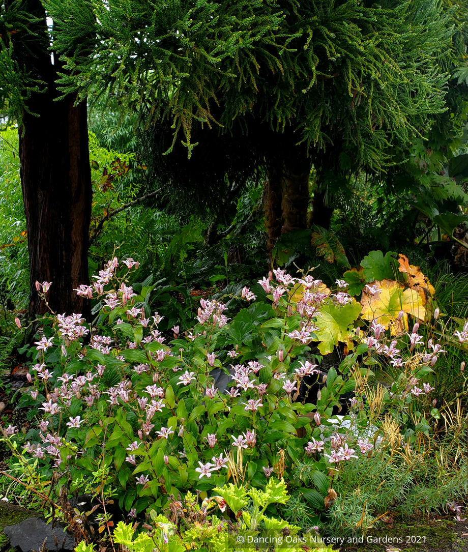 Perennials ~ Tricyrtis 'Woodland', Toad Lily ~ Dancing Oaks Nursery and Gardens ~ Retail Nursery ~ Mail Order Nursery
