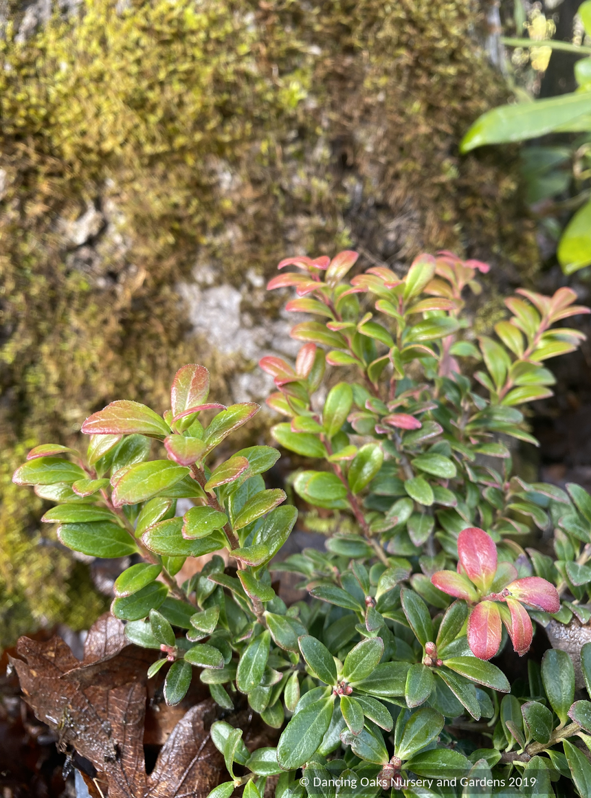 Shrubs ~ Vaccinium moupinense, Himalayan Blueberry ~ Dancing Oaks Nursery and Gardens ~ Retail Nursery ~ Mail Order Nursery