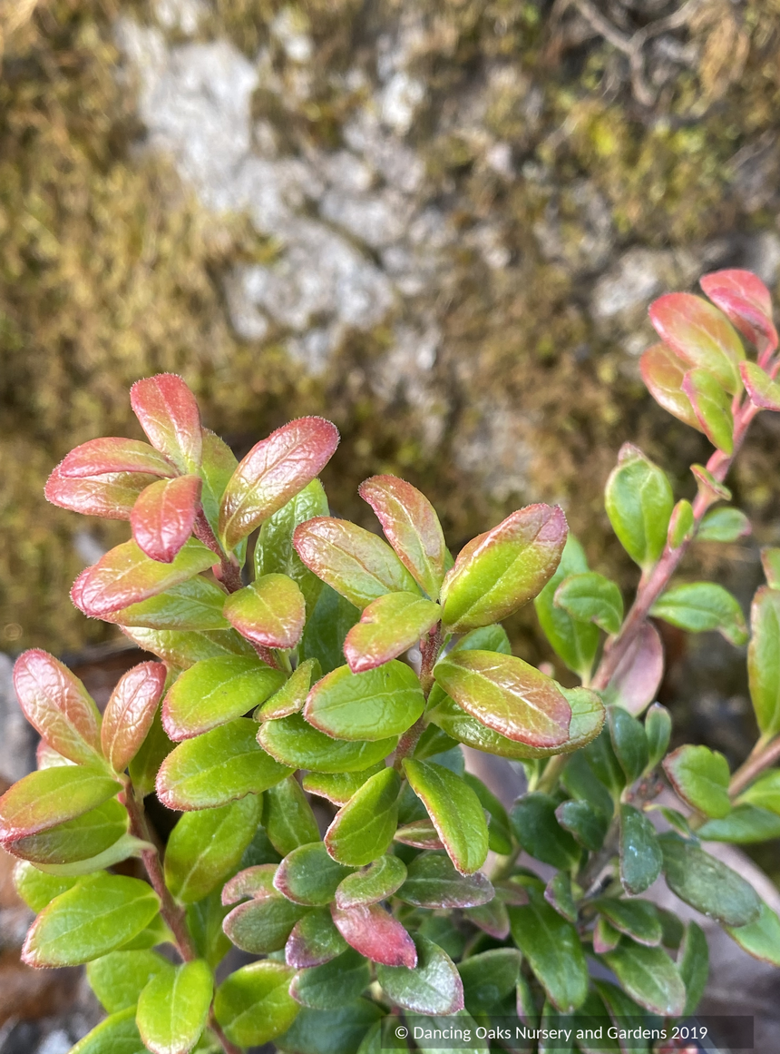 Shrubs ~ Vaccinium moupinense, Himalayan Blueberry ~ Dancing Oaks Nursery and Gardens ~ Retail Nursery ~ Mail Order Nursery