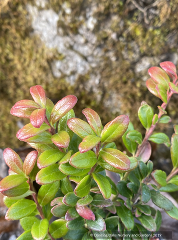 Vaccinium moupinense, Himalayan Blueberry