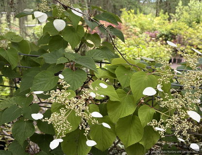 Vines ~ Schizophragma hydrangeoides 'Moonlight', Japanese Hydrangea Vine ~ Dancing Oaks Nursery and Gardens ~ Retail Nursery ~ Mail Order Nursery