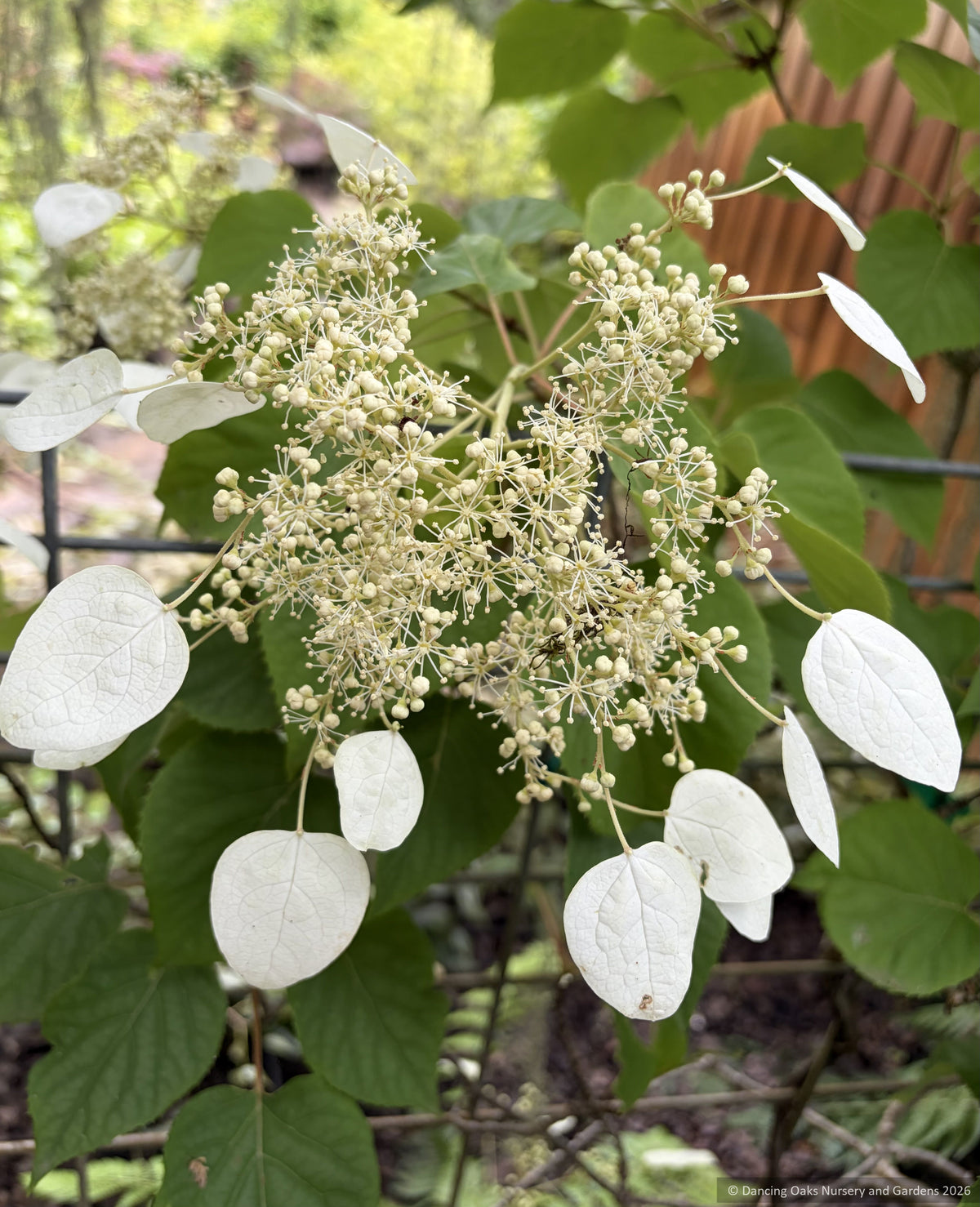 Vines ~ Schizophragma hydrangeoides 'Moonlight', Japanese Hydrangea Vine ~ Dancing Oaks Nursery and Gardens ~ Retail Nursery ~ Mail Order Nursery
