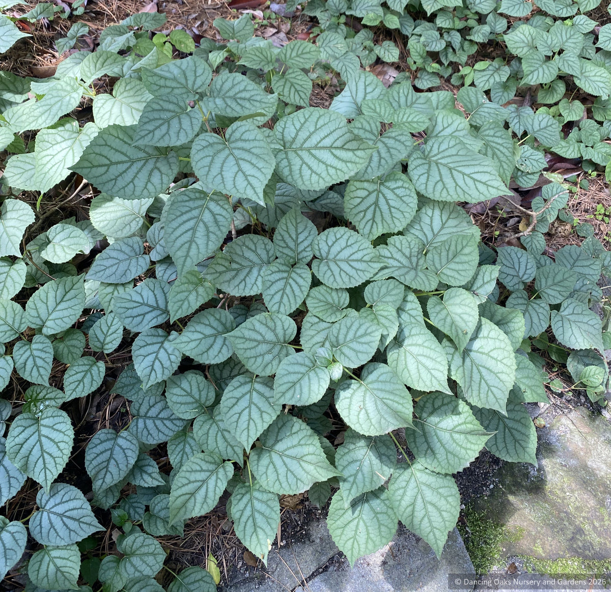 Vines ~ Schizophragma hydrangeoides 'Moonlight', Japanese Hydrangea Vine ~ Dancing Oaks Nursery and Gardens ~ Retail Nursery ~ Mail Order Nursery