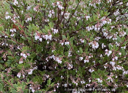 Shrubs ~ Arctostaphylos 'White Lanterns', Manzanita ~ Dancing Oaks Nursery and Gardens ~ Retail Nursery ~ Mail Order Nursery