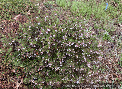 Shrubs ~ Arctostaphylos 'White Lanterns', Manzanita ~ Dancing Oaks Nursery and Gardens ~ Retail Nursery ~ Mail Order Nursery
